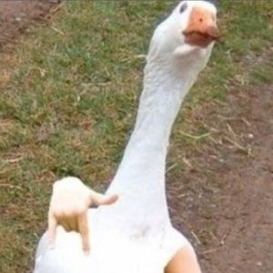 Meet your Posher, Moey